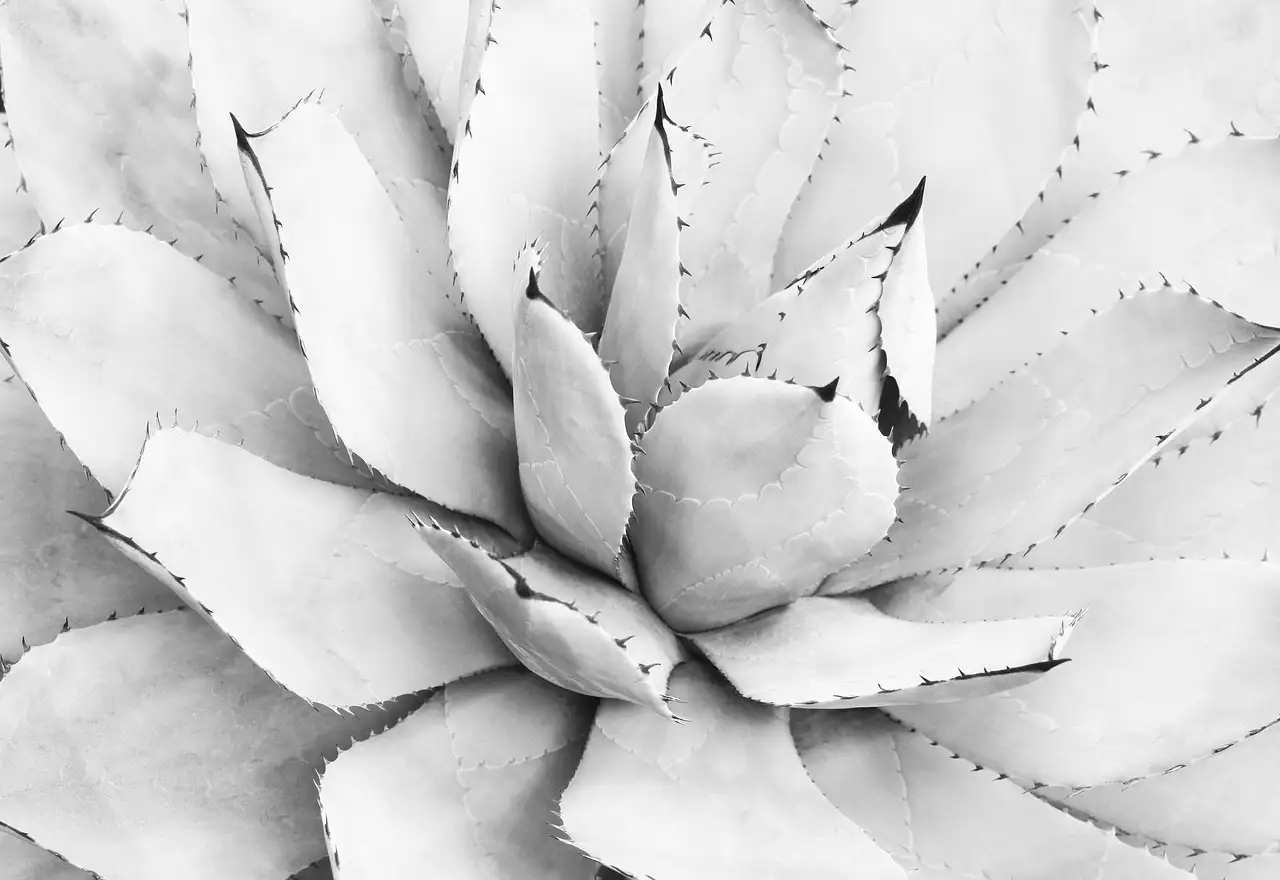 Fotokunst: Ontdek kunstzinnige fotografie nu